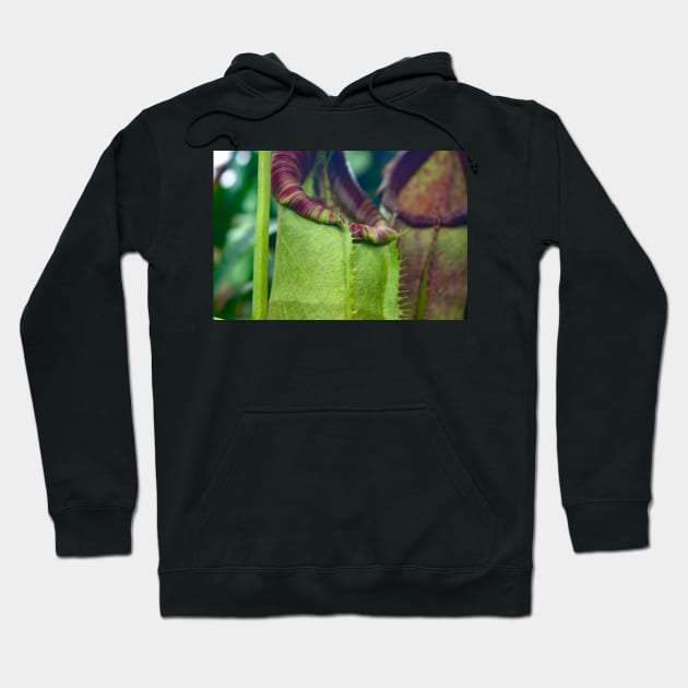 Beautiful colorful carnivorous plant in a greenhouse Hoodie by chiaravisuals